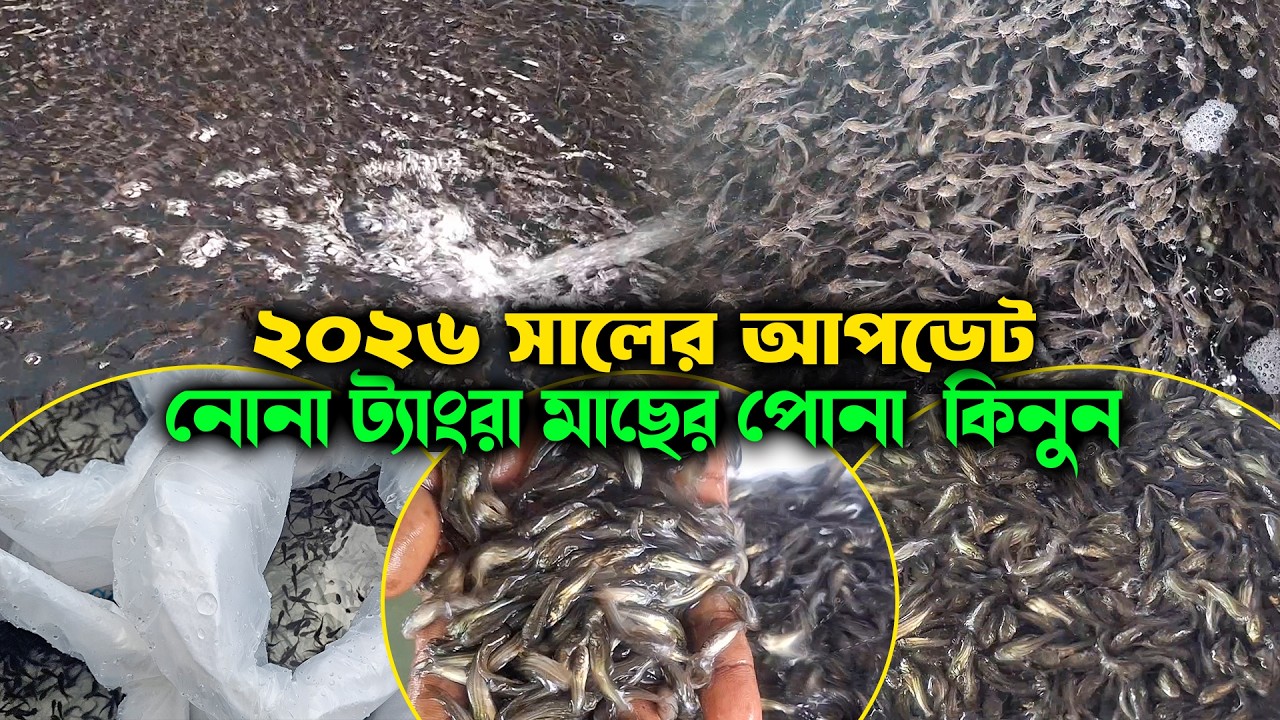 ২০২৬ সালের আপডেট নোনা ট্যাংরা মাছের পোনা  কিনুন | মাছের পোনা বিক্রয়কেন্দ্র চাঁচড়া যশোর
