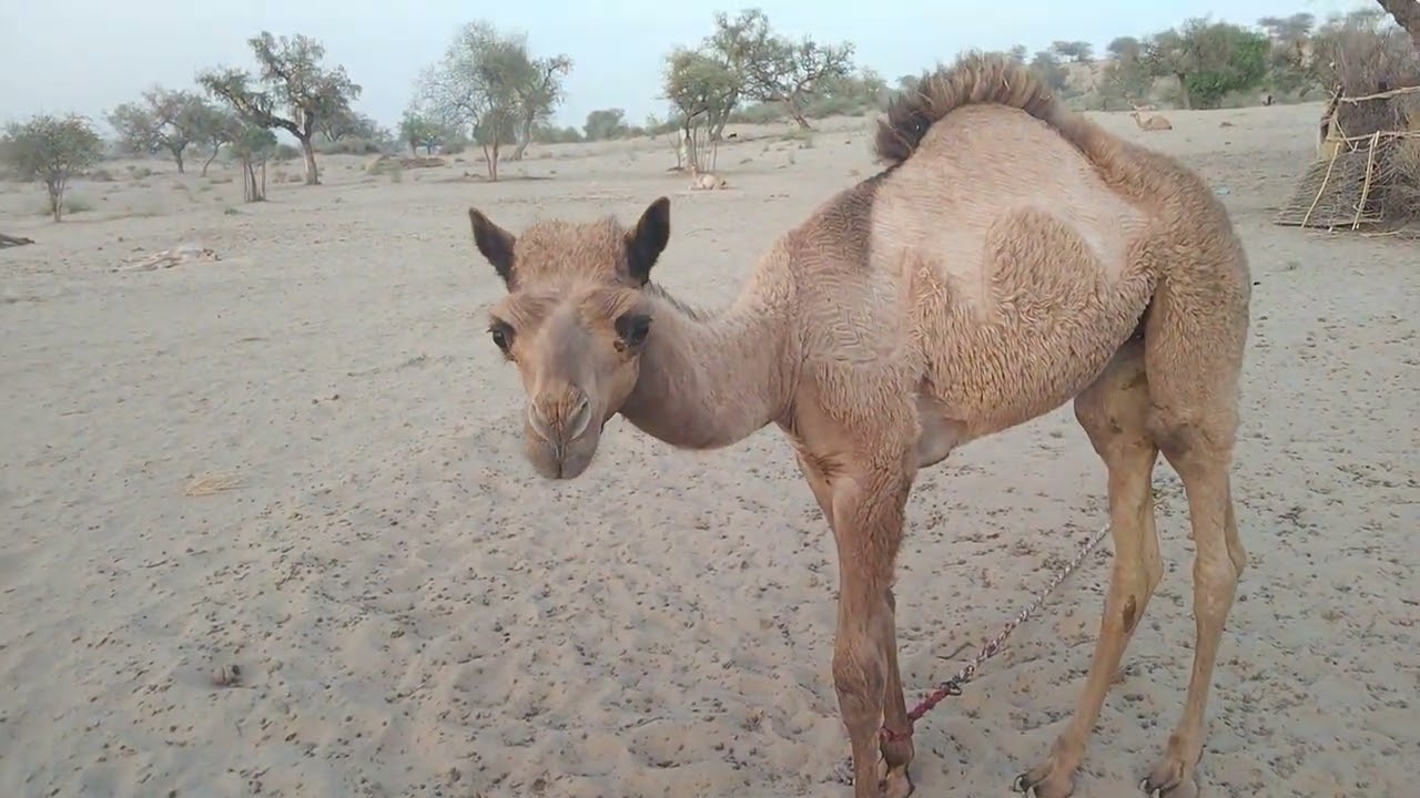 Camel Calf