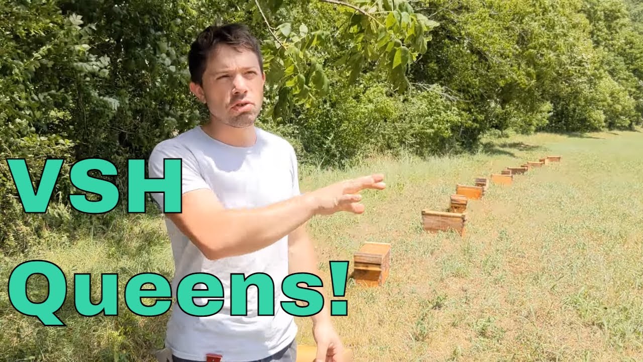 🔵New Queen Mating Yard!🐝