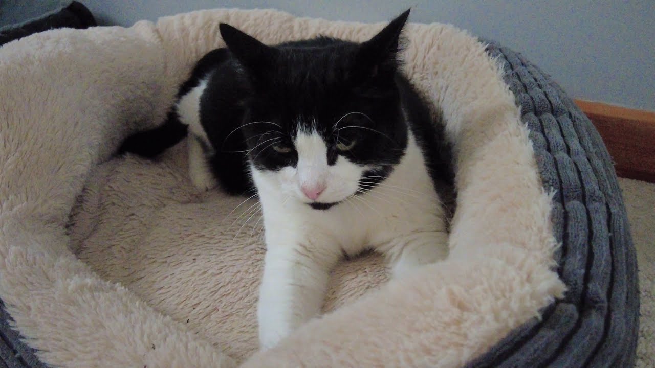 Happy Kneading Purring Cat | 4K