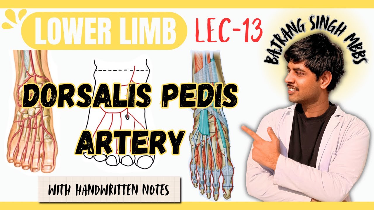Dorsalis Pedis Artery Anatomy ll Branches and Course ll Blood Supply Of Foot Lower Limb Anatomy