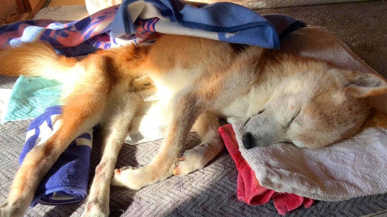老犬介護：太陽は暖かくて気持ち良いけど…