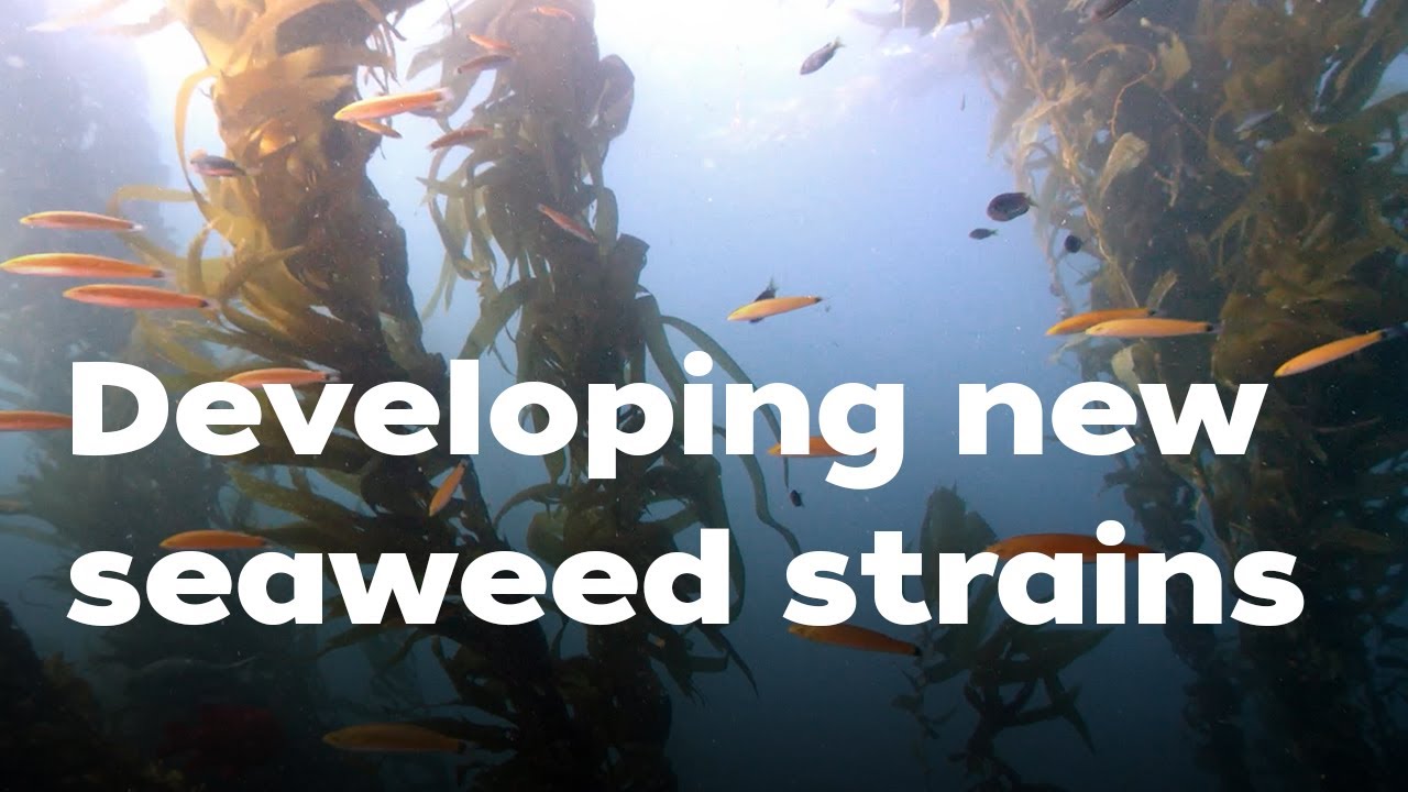 Seaweed Solutions: WHOI leads project to develop new kelp strains