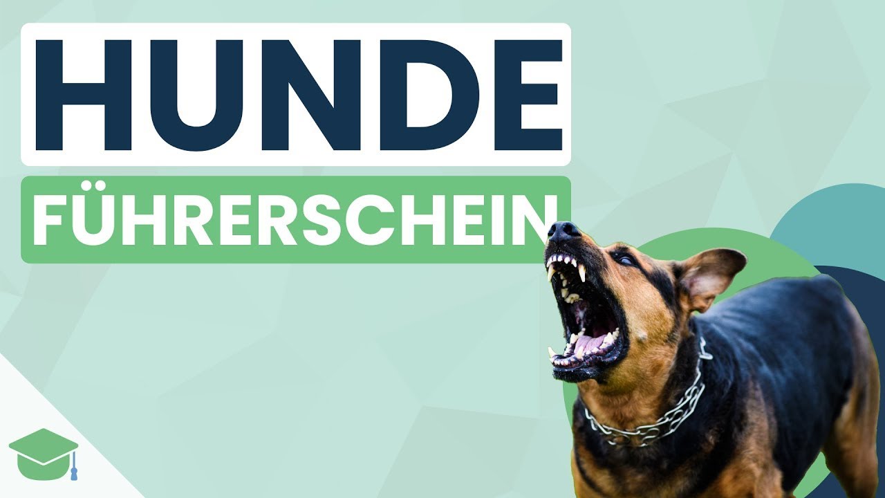 Hundeführerschein Prüfung | Sachkundenachweis §11 einfach erklärt