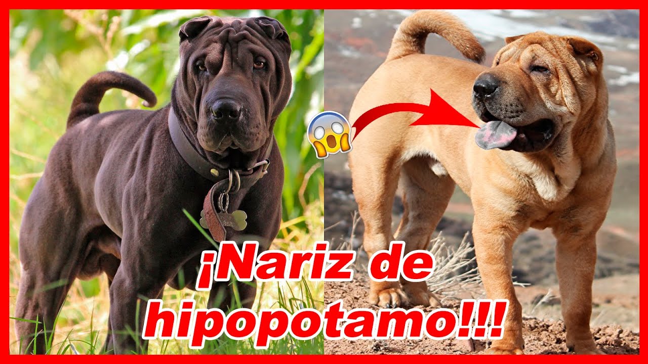 Shar pei - Caracter&iacute;sticas y curiosidades 🐕 sharpei