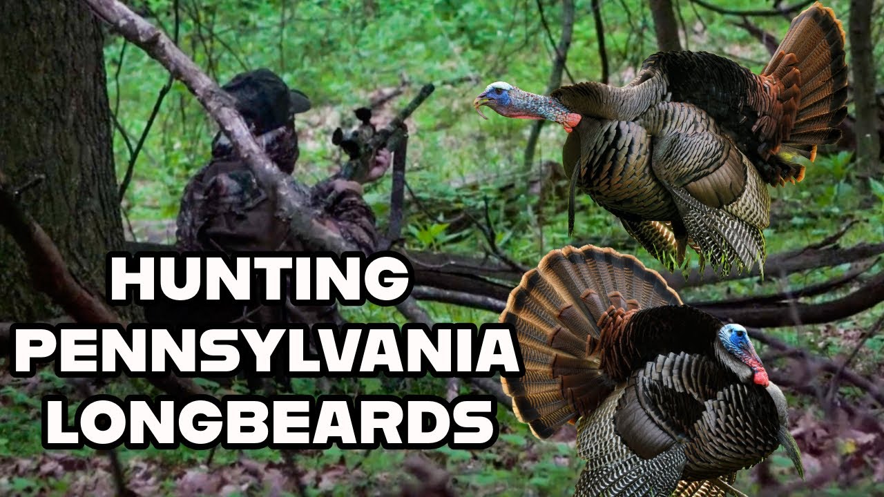 Insane Turkey Gobbling in Pennsylvania! Epic Spring Hunt 2025