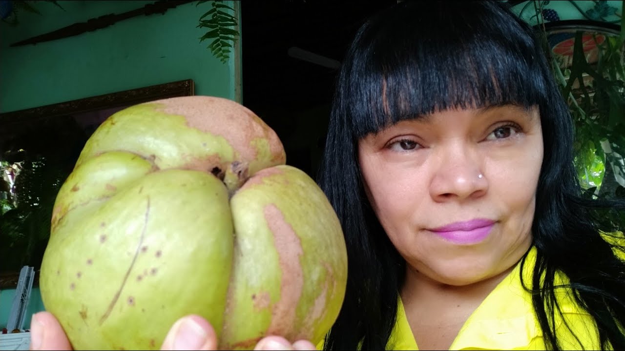 O PODER DA MAÇÃ DE ELEFANTE PARA SAÚDE PARA ARTRITE ARTROSE E DORES MUSCULARES