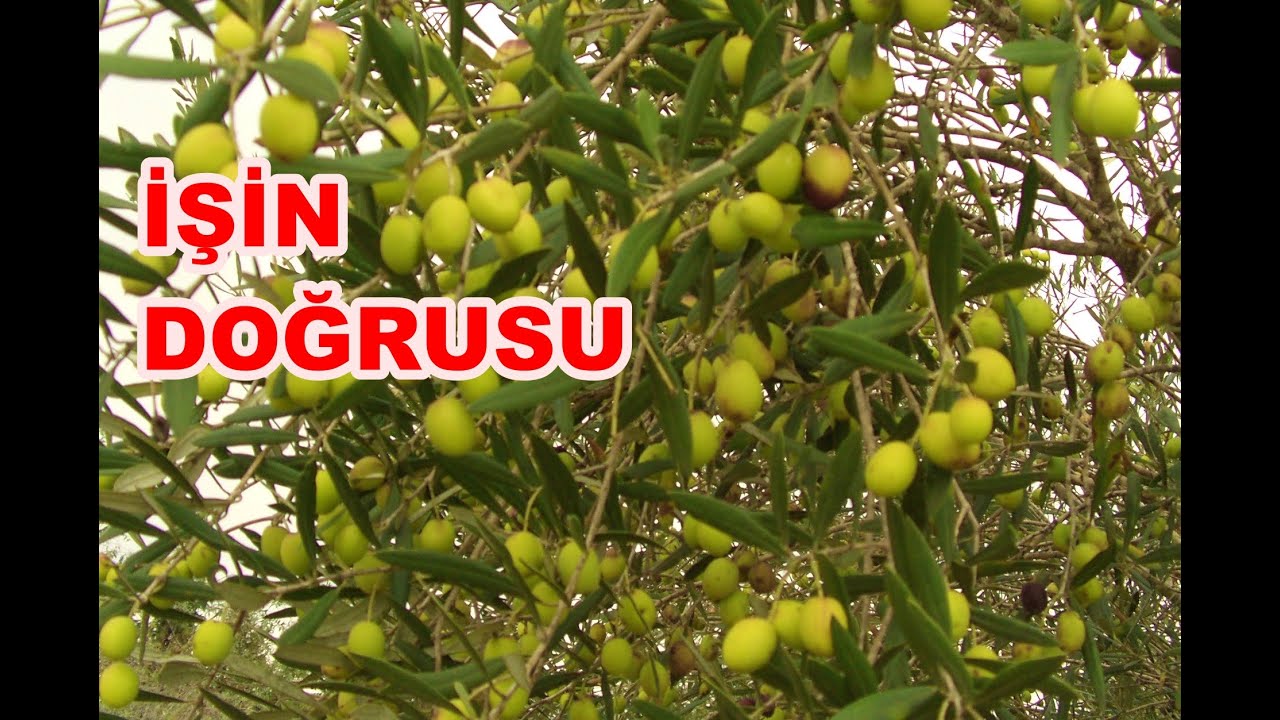Zeytin Ağacından  Verim Nasıl Alınır? Zeytin Dip Sürgünlerini Mutlaka Temizleyin.