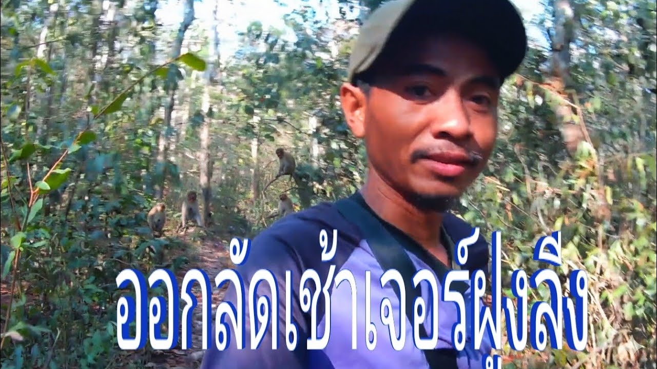 ออกไปลัดเช้านืกว่าหมู มาไก้ๆแม่นลีง//ອອກໄປລັດເຊົ້ານືກວ່າໝູ ມາໄກ້ໆແມ່ນລີງ//พราน ทองแท้//10.ก.พ.2026