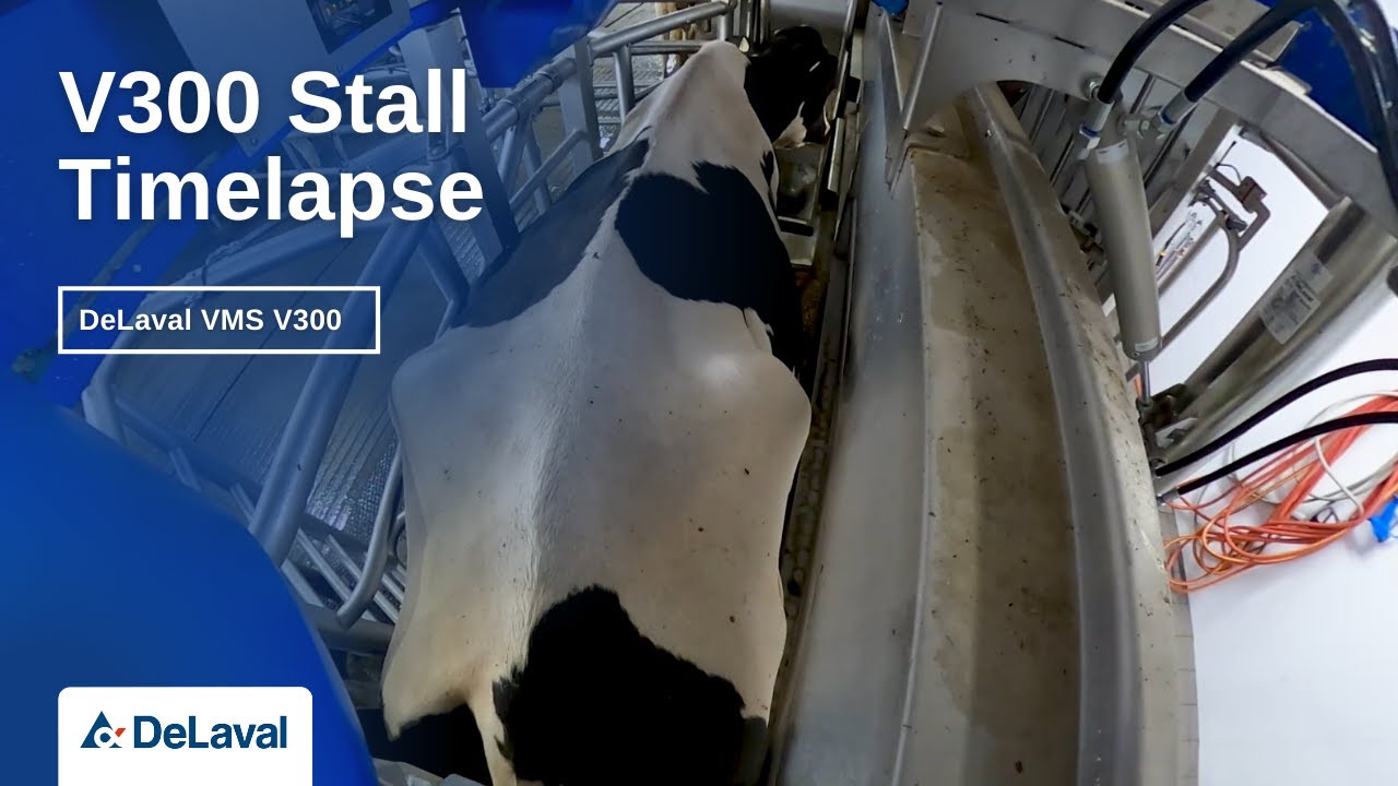 DeLaval VMS V300 | Stall Timelapse