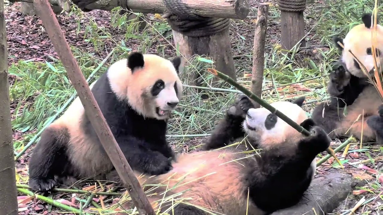 🇨🇳Immersive watching of pandas eating