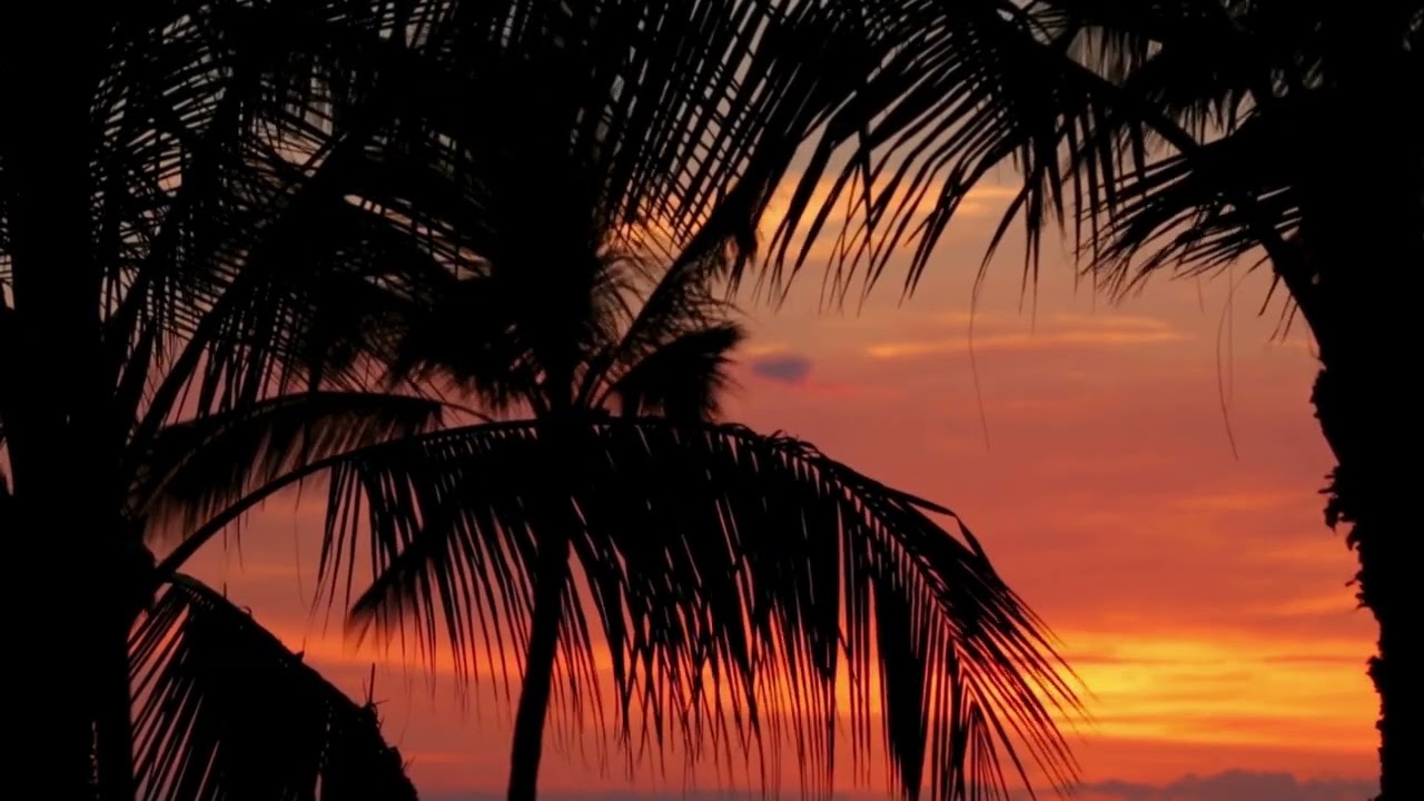 Tropical Sunset Meditation | Palm Trees & Relaxing Ocean Calm