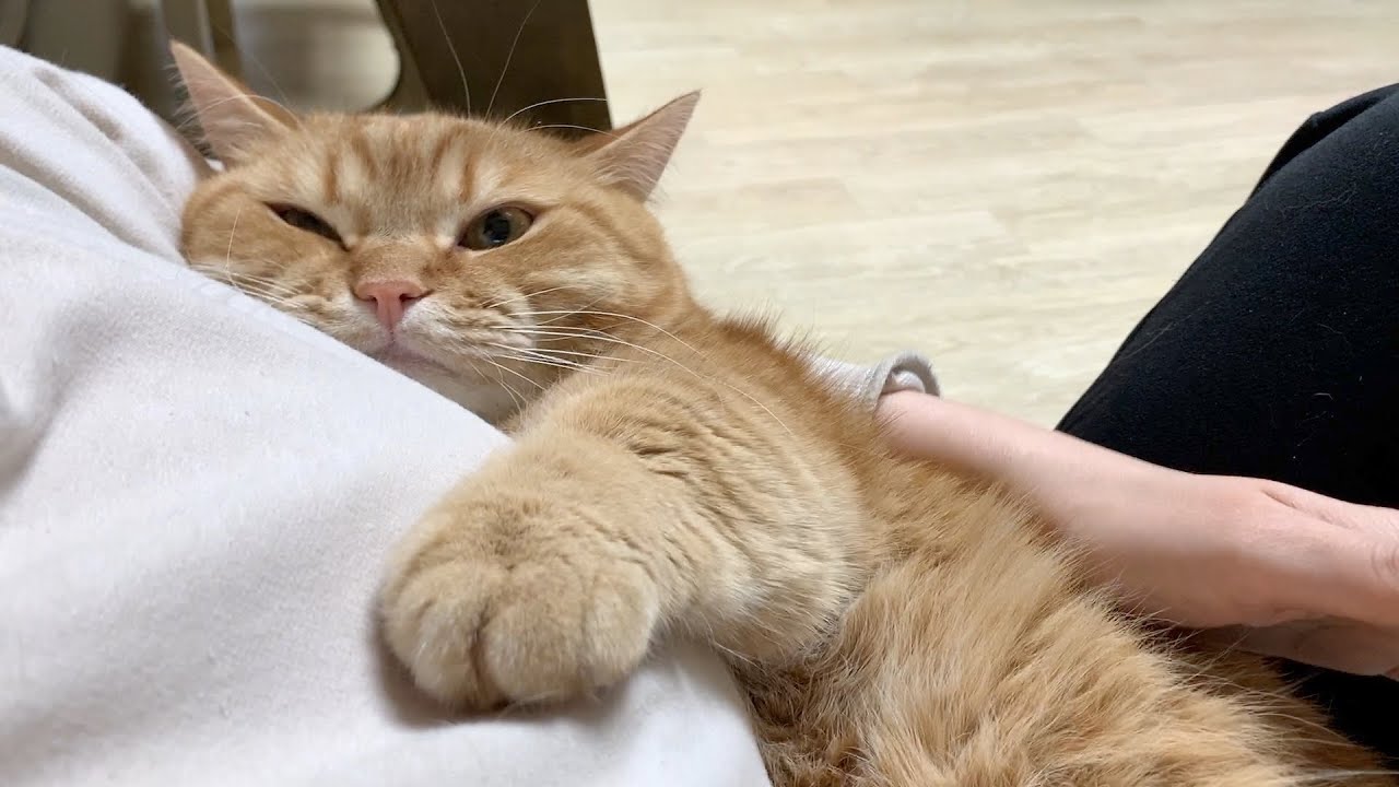 상위 1% 애교쟁이 고양이 VLOG✨ㅣ집사품에 파묻히기ㅣ할비할미 사랑 듬뿍받기ㅣ애교스킬만렙냥이ㅣ집사 TMI 💌