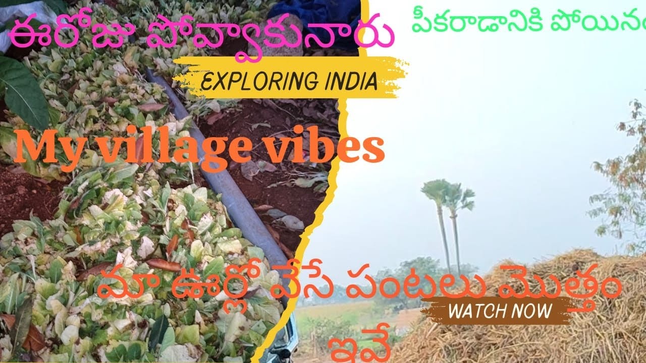 ఈరోజు పోవాకు పీక్క రావడానికి పోయినం మా ఊర్లో వేసే పంటలు మొత్తం ఇవే #adventure #video