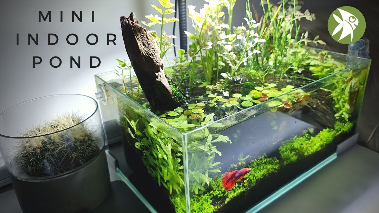 AQUASCAPE TUTORIAL - LOW TECH Shallow Planted Aquarim  [ Nano Aquascape ]