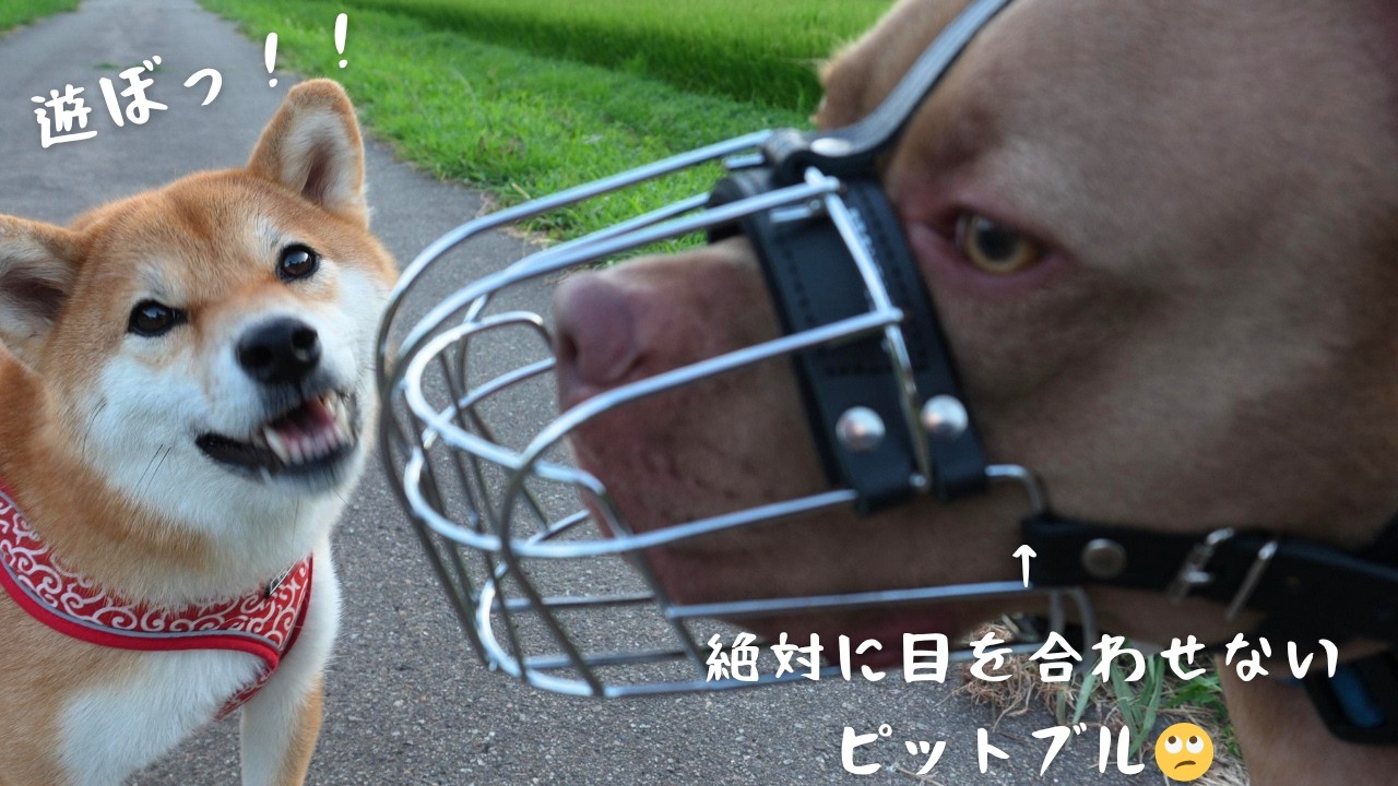 柴犬🐕と仲良くなりたいピットブルとお散歩時の装備紹介🏃‍♂️
