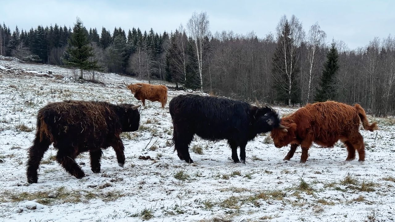 Young Highland Cattle Having Fun in the Snowy Pasture