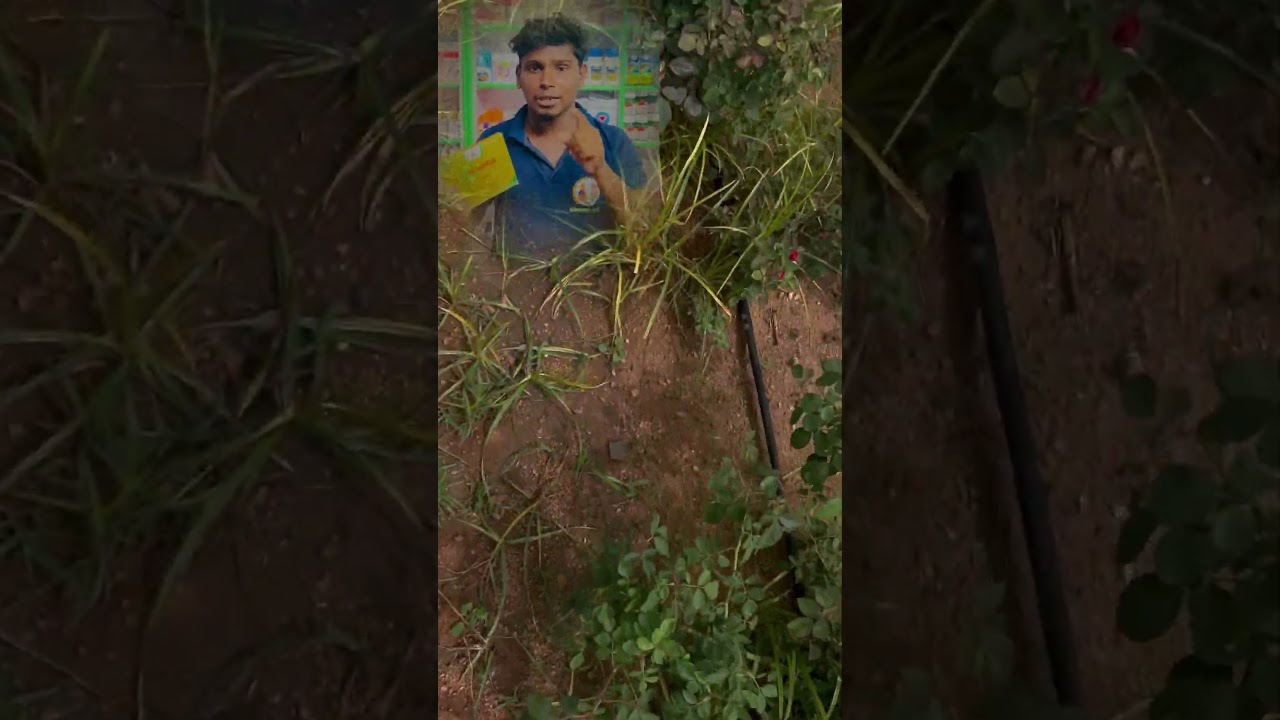 #sempra #dhanuka #herbicide #korai #vivasayam #agriculture