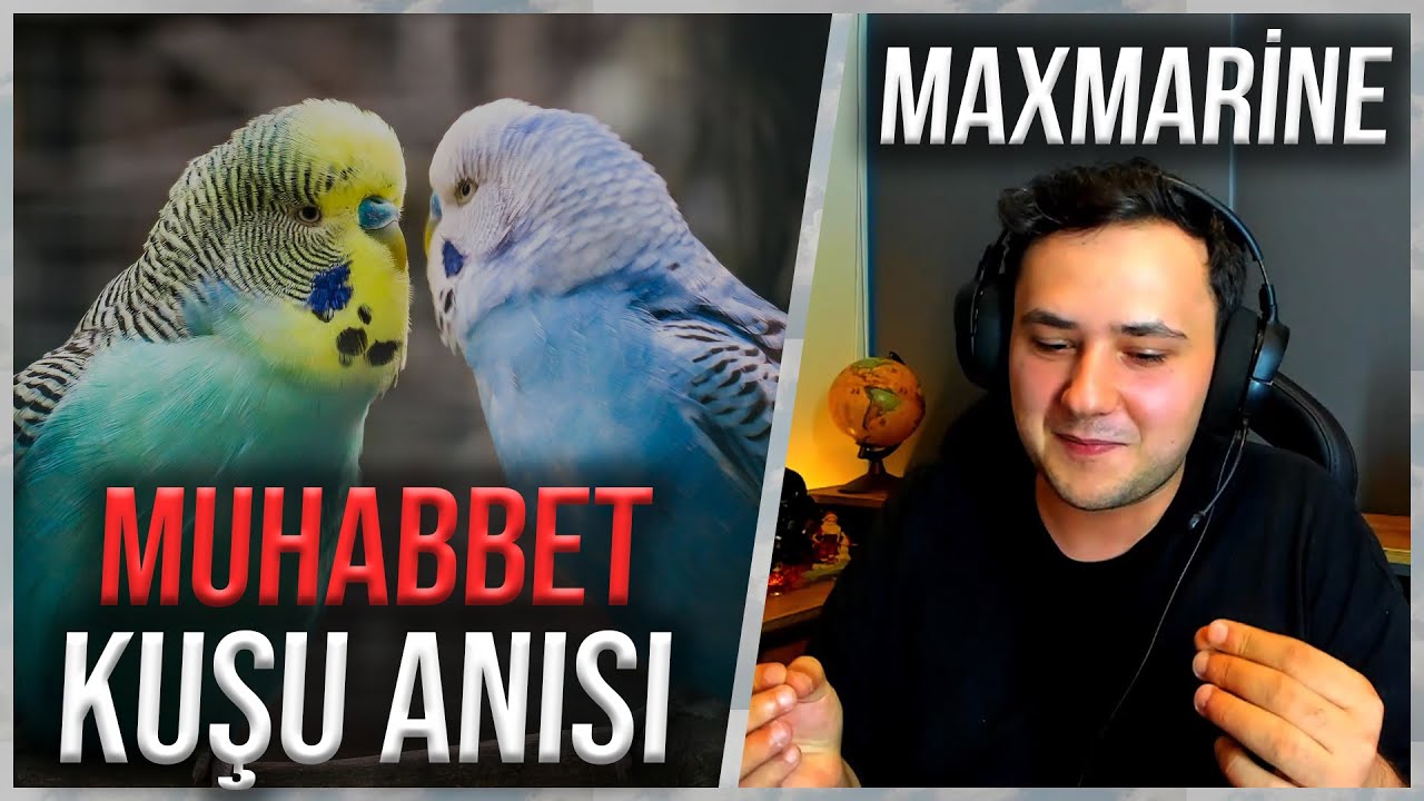 MAXMARİNE MUHABBET KUŞU ANISINI ANLATIYOR