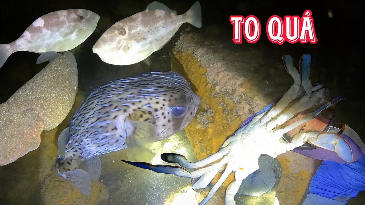 Lặn Đêm Phát Hiện Con Cá Toàn Thân Gai Nhọn Cực Hiếm | Mực Nàng, Cá Bò, Ghẹ Xanh | Tập 22