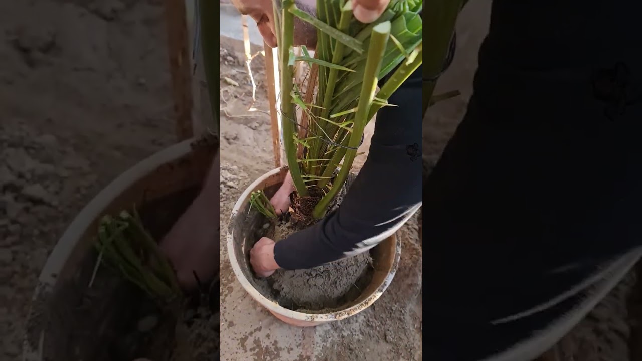 كيفية غرس فسائل النخيل بالسنادين باستخدام مركب Topsaveplus جزء الثاني.