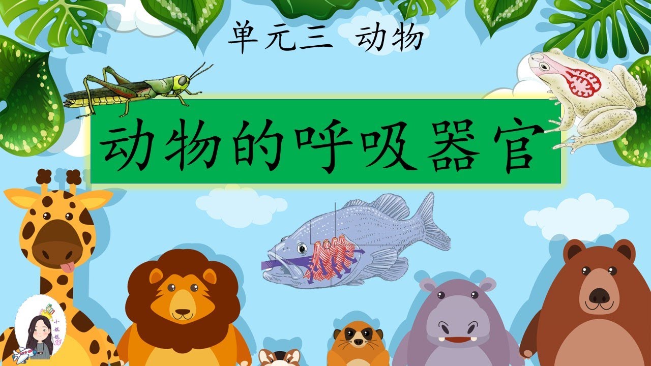 四年级 KSSR Semakan 科学 单元三 动物 【动物的呼吸器官】