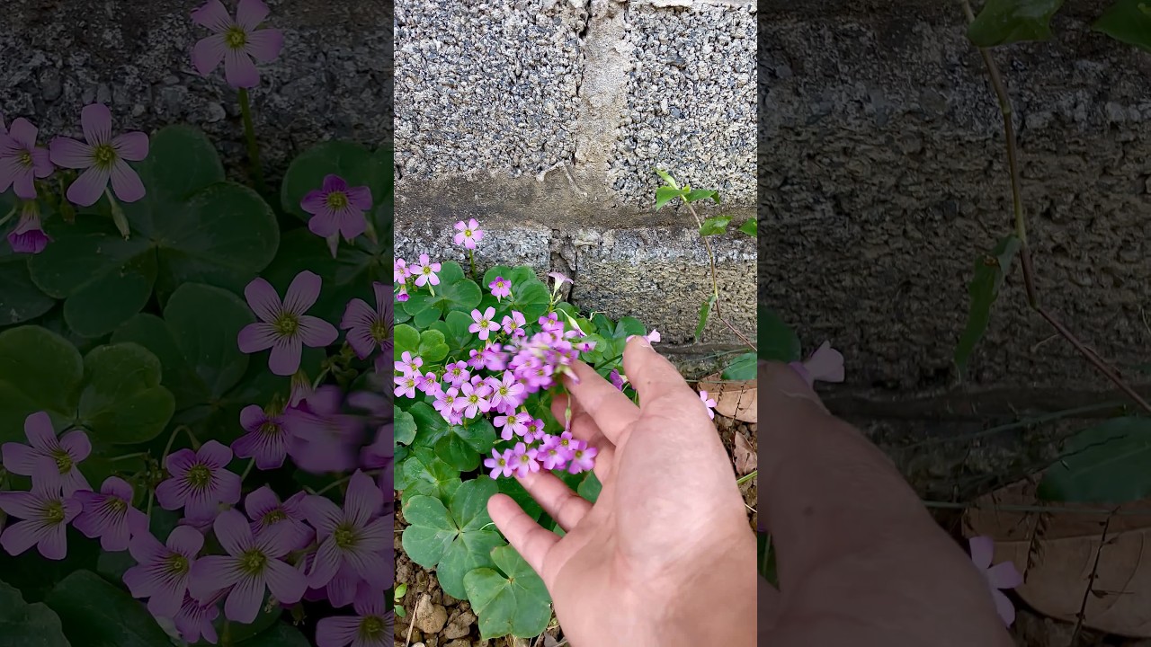 went to catch insects and came across a beautiful flowering plant