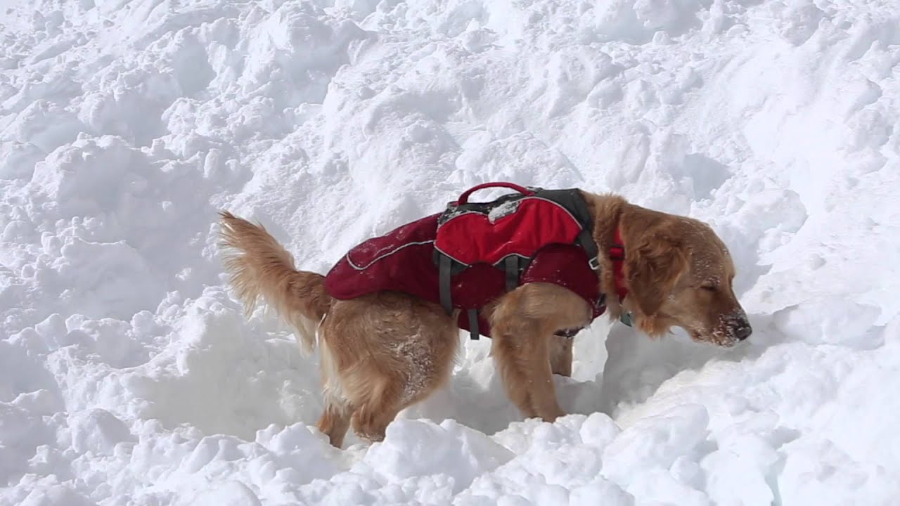 Avalanche Dogs: Heroes of the Mountain