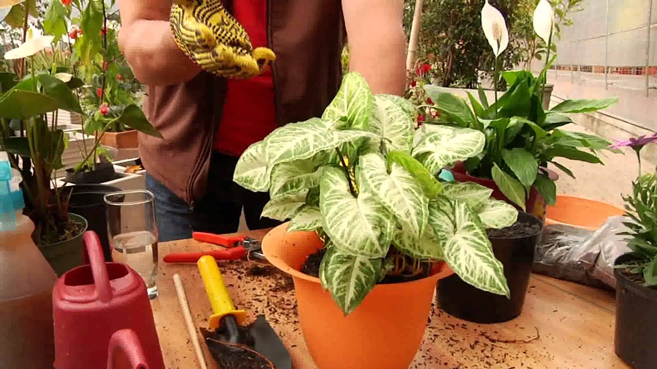 Como Trasplantar una planta, Vivero Cajica Jardineros