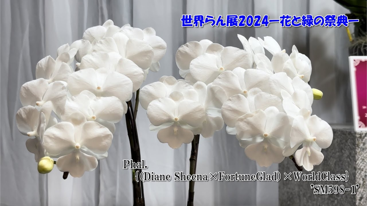 【世界らん展入賞花】大株や美花の宝庫！世界らん展2024じっくり見たい優秀花 前編