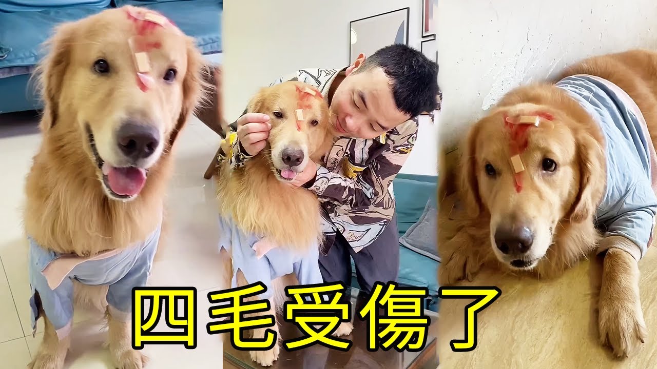 四毛受傷是因為做好事，不要錯怪四毛，給四毛一個解釋的機會！【起錯名的四毛】