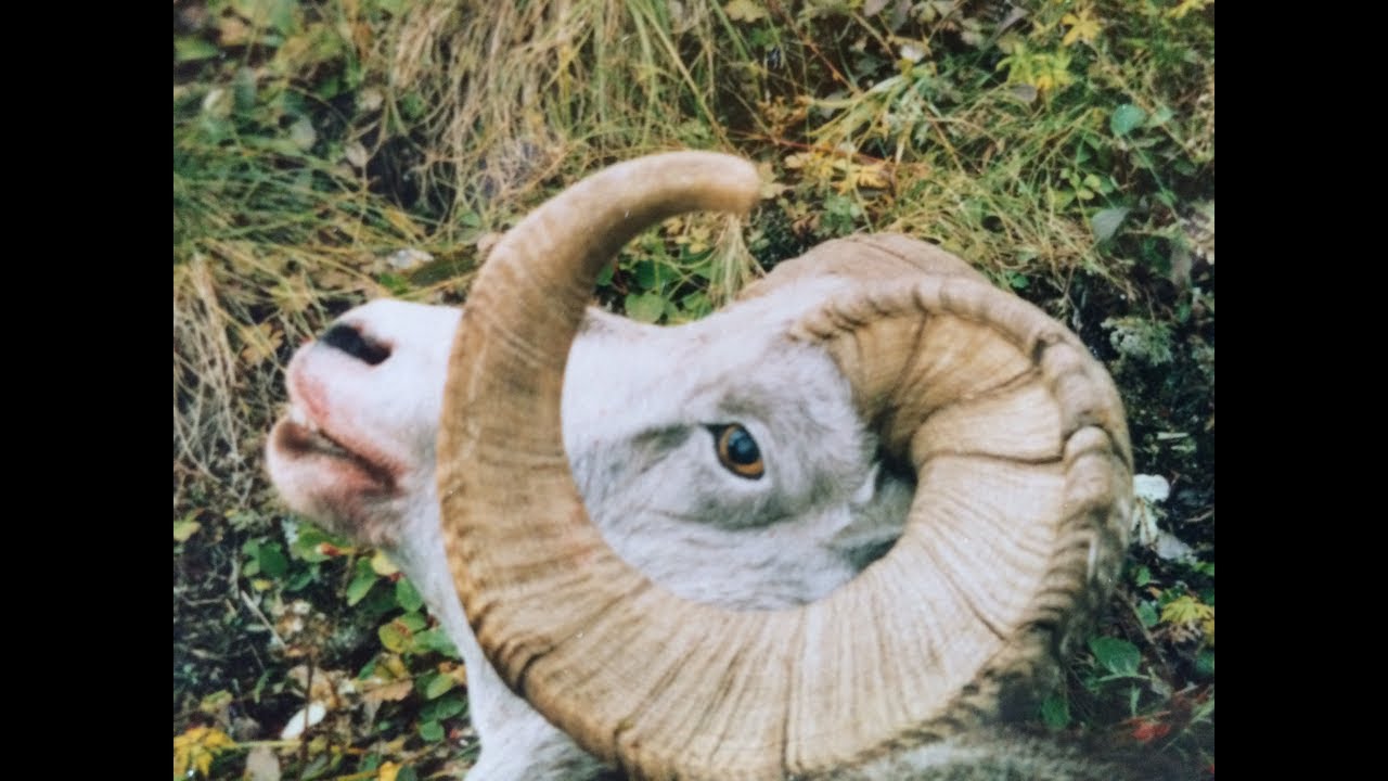 Stone Sheep Hunting......story of luck !