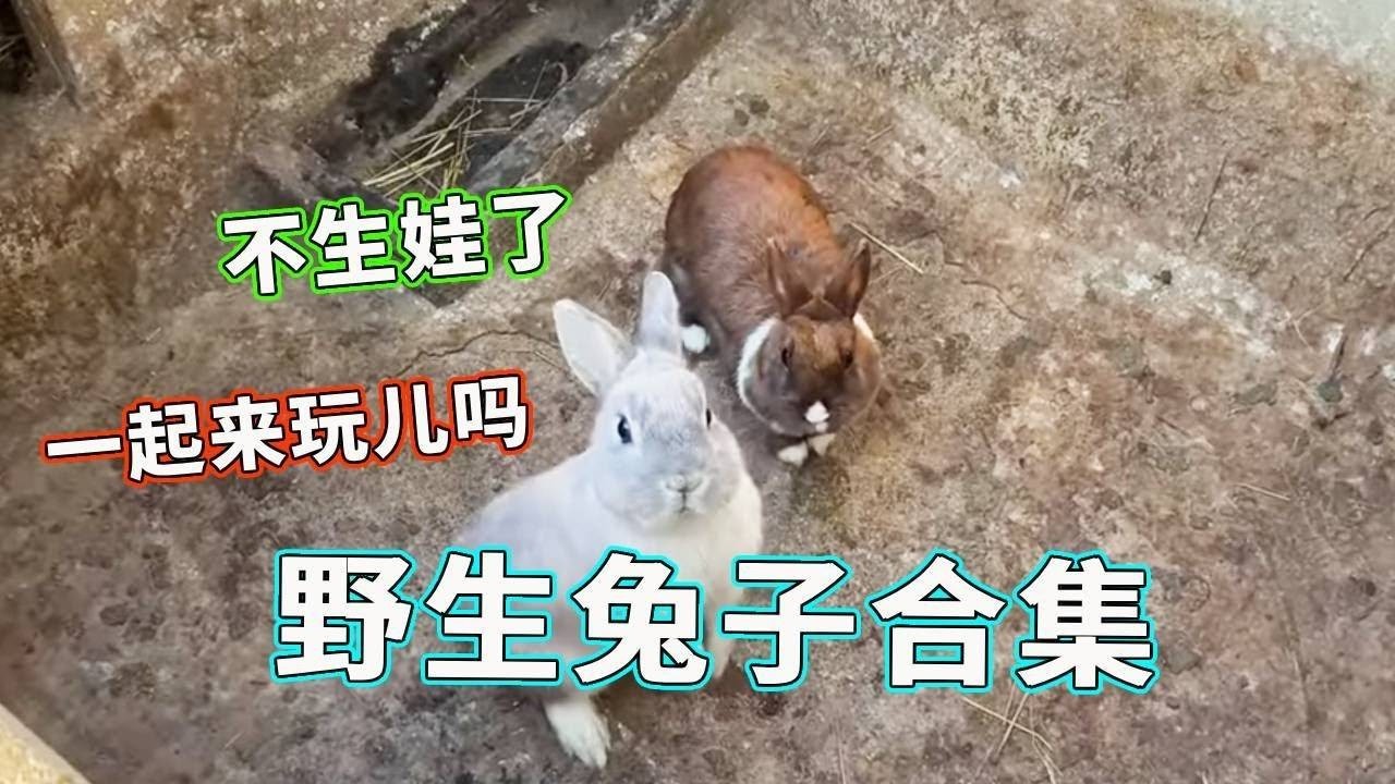 野生兔子合集！野外繁殖有多牛？数量直接逆天！【天下一场梦】