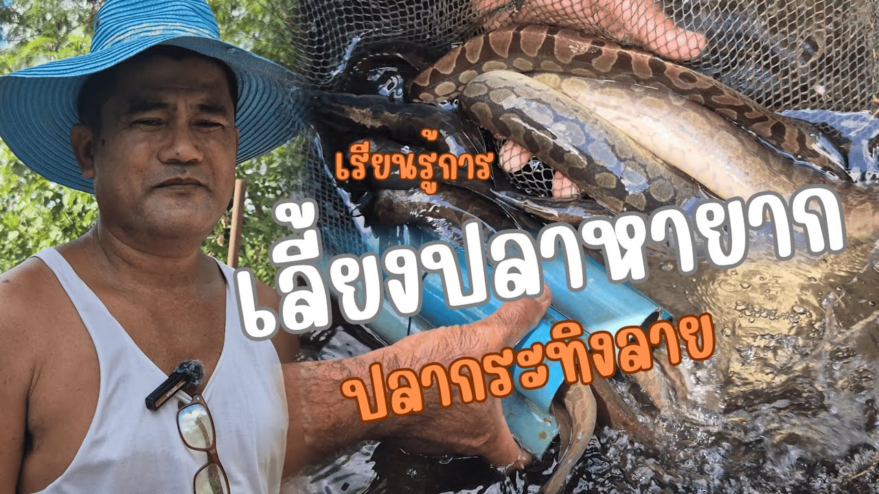 เรียนรู้ วิธีการเลี้ยงปลาหายาก ชนิดนี้อย่างใกล้ชิด