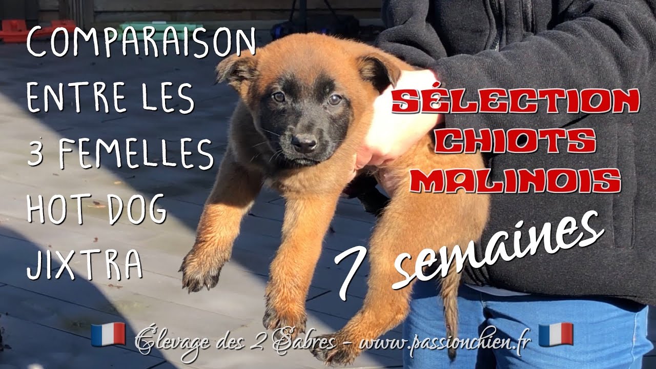 Quels critères de sélection pour choisir son chiot malinois ?