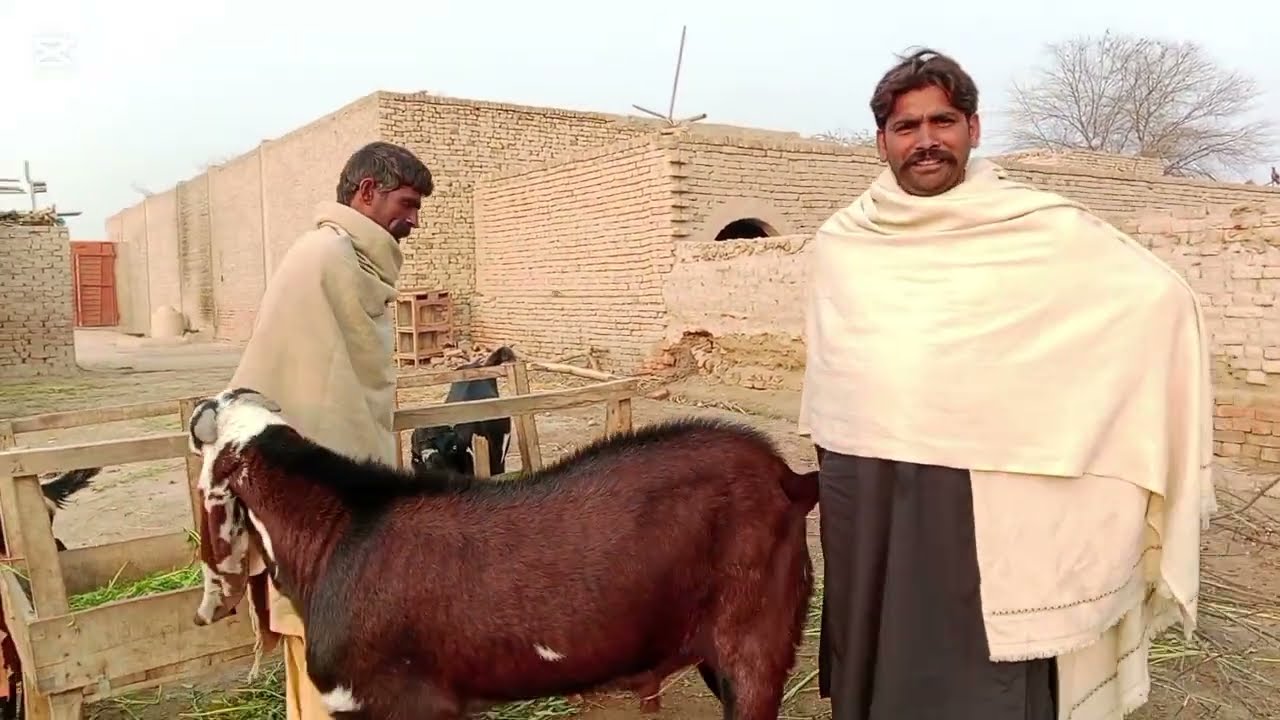 بکرا دیتے نہیں ہے تو پھر کیا کریں