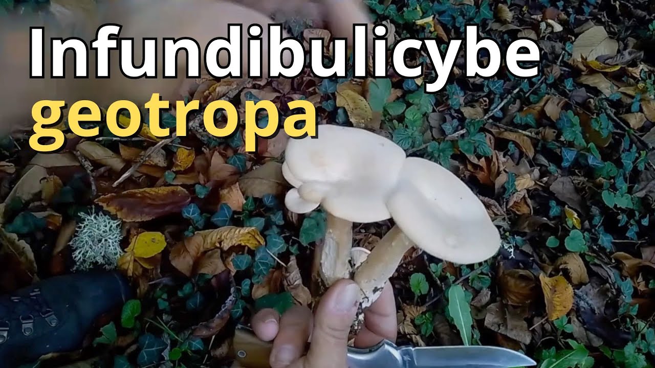 Infundibulicybe geotropa | LA CABEZA DE FRAILE, BUEN COMESTIBLE