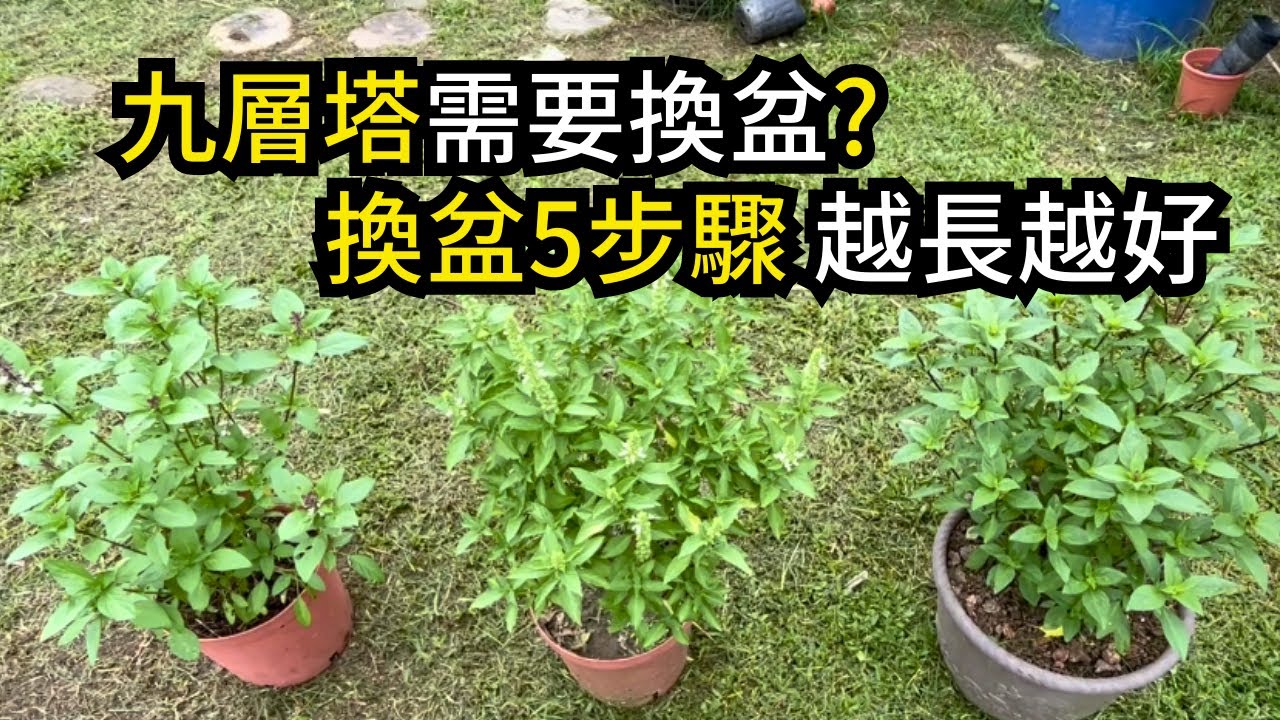 九層塔要換盆嗎?不換盆的九層塔很難長得大，分享九層塔換盆5步驟，換盆要注意什麼，九層塔才恢復得快| 阿星種植