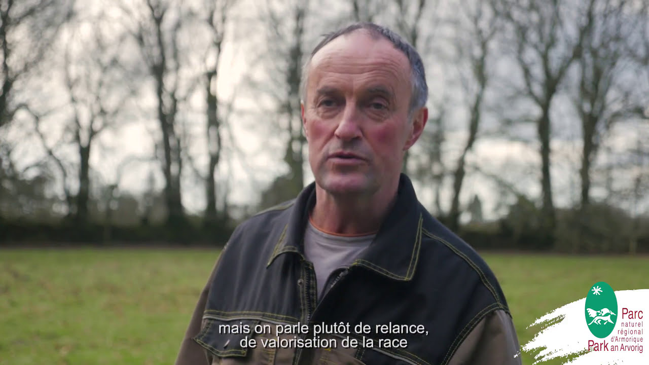 La vache Bretonne Pie Noir en Armorique