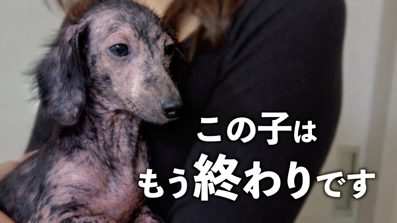 【パピーミル】残念ながらこの子はもう終わりです。