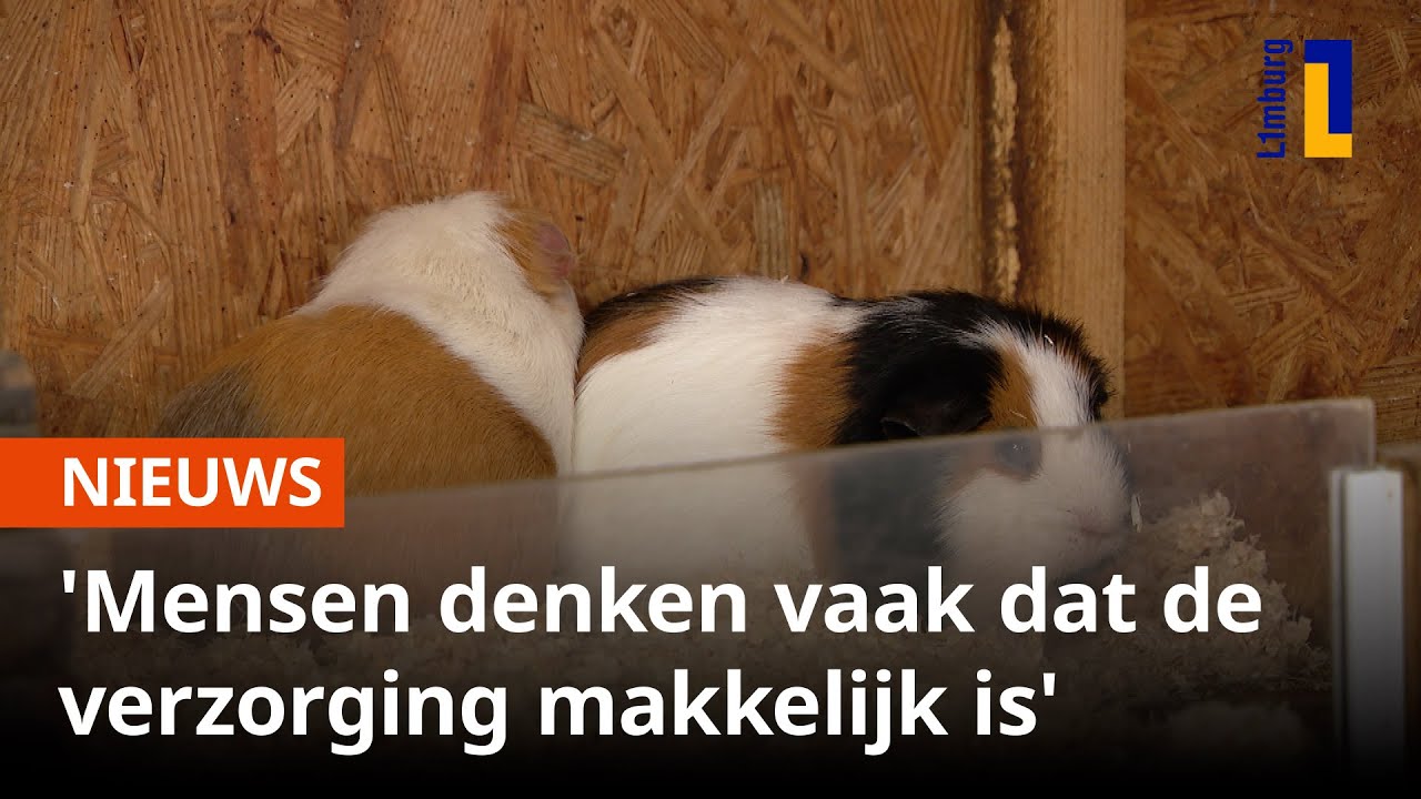 Handen vol met cavia's in Limbricht 🐹 |1Limburg