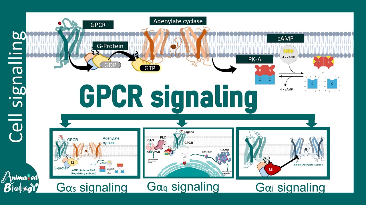 Сигнализация GPCR и её подклассы | Сигнальные пути Ga, Gq, Gi и их регуляция | Биология клетки