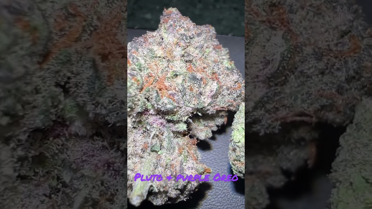 Thoughts on Pluto and Purple Oreo? NorCal Indoors 
