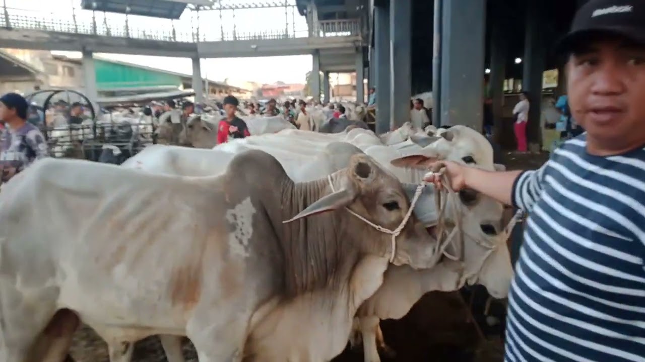 Bakahan. (March 6, 2026) #viralvideo #livestock #cattle #cow #bulls 