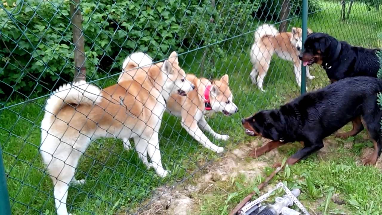 Rottweiler vs akita