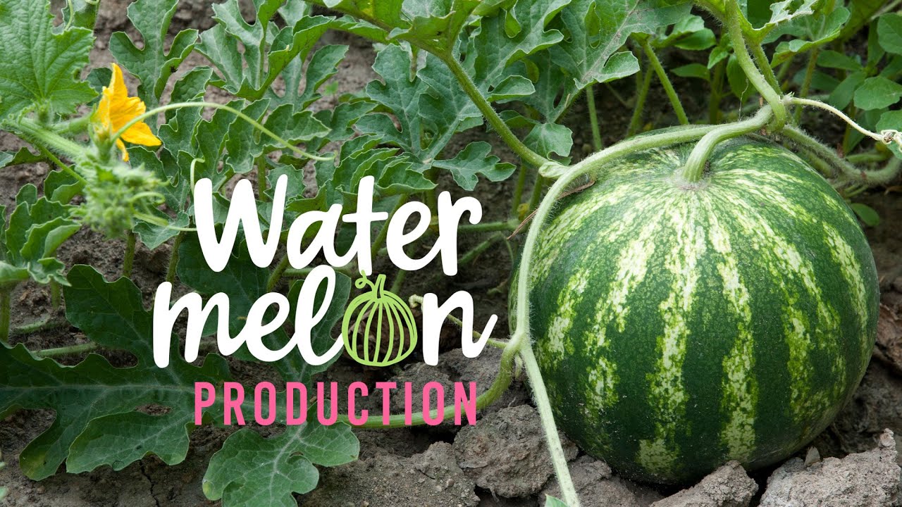 Early-season Watermelon Production in Missouri