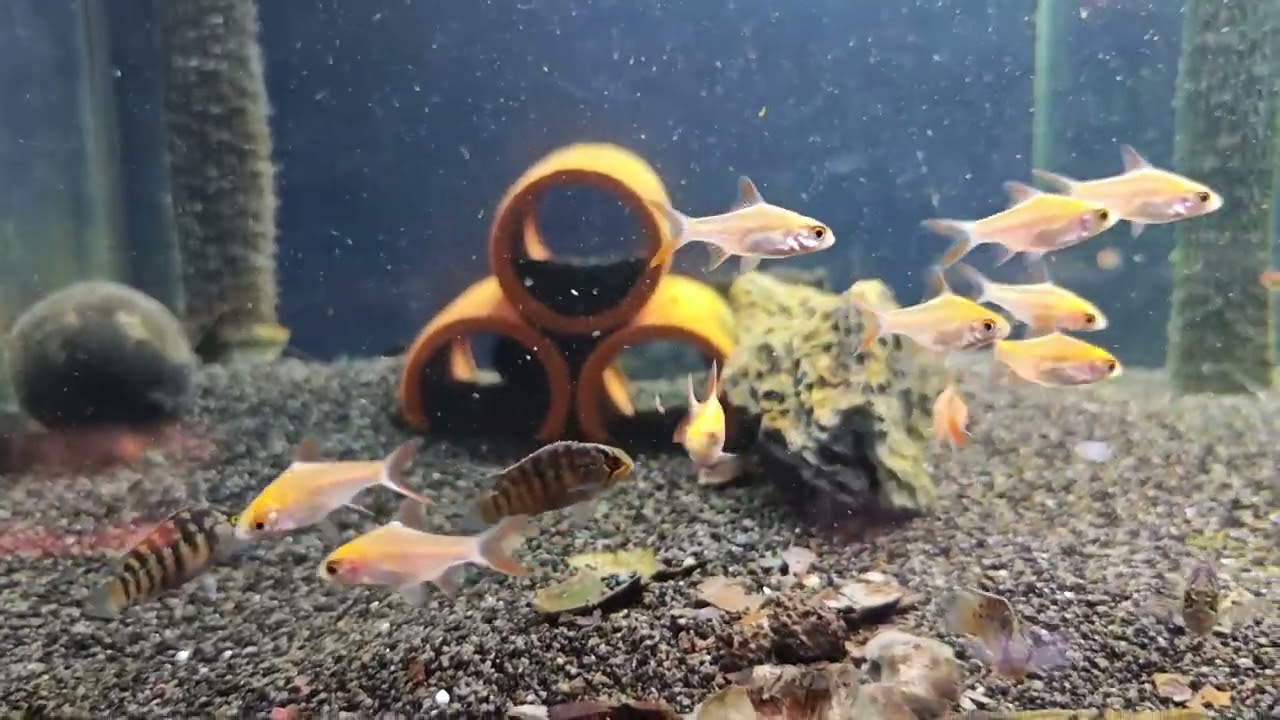Nytt i butiken! 2026 V.2 Grodor och annat 🐸🐠🌿