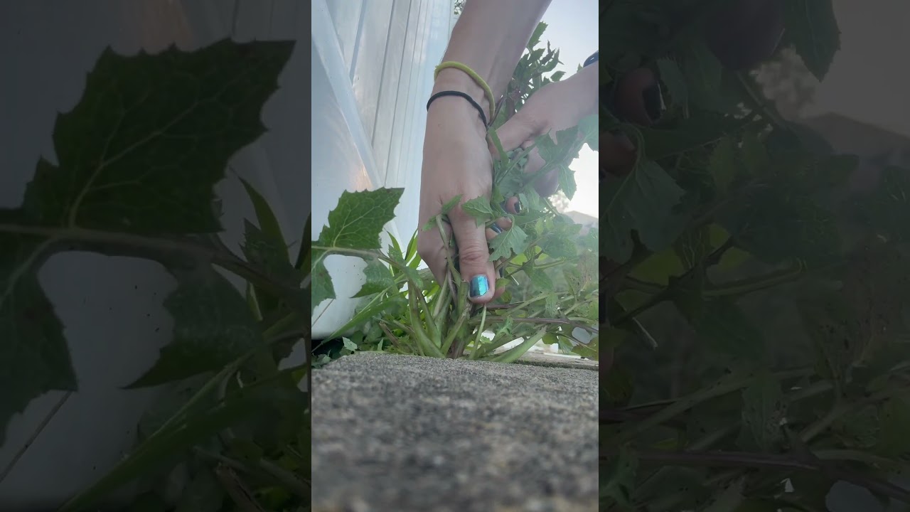 ASMR weed pulling #asmr #crunch #outside #plants #satisfying #selfcare #weeding #cleaning