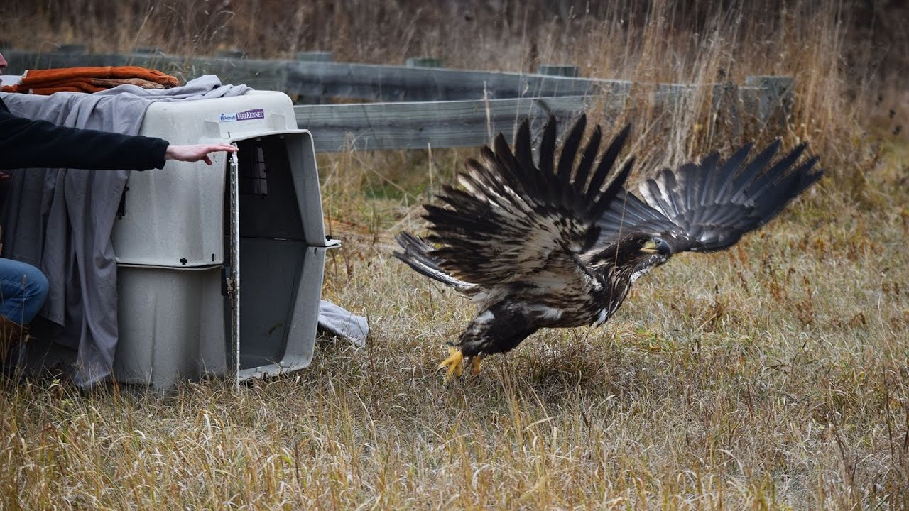 Bird Release Montage