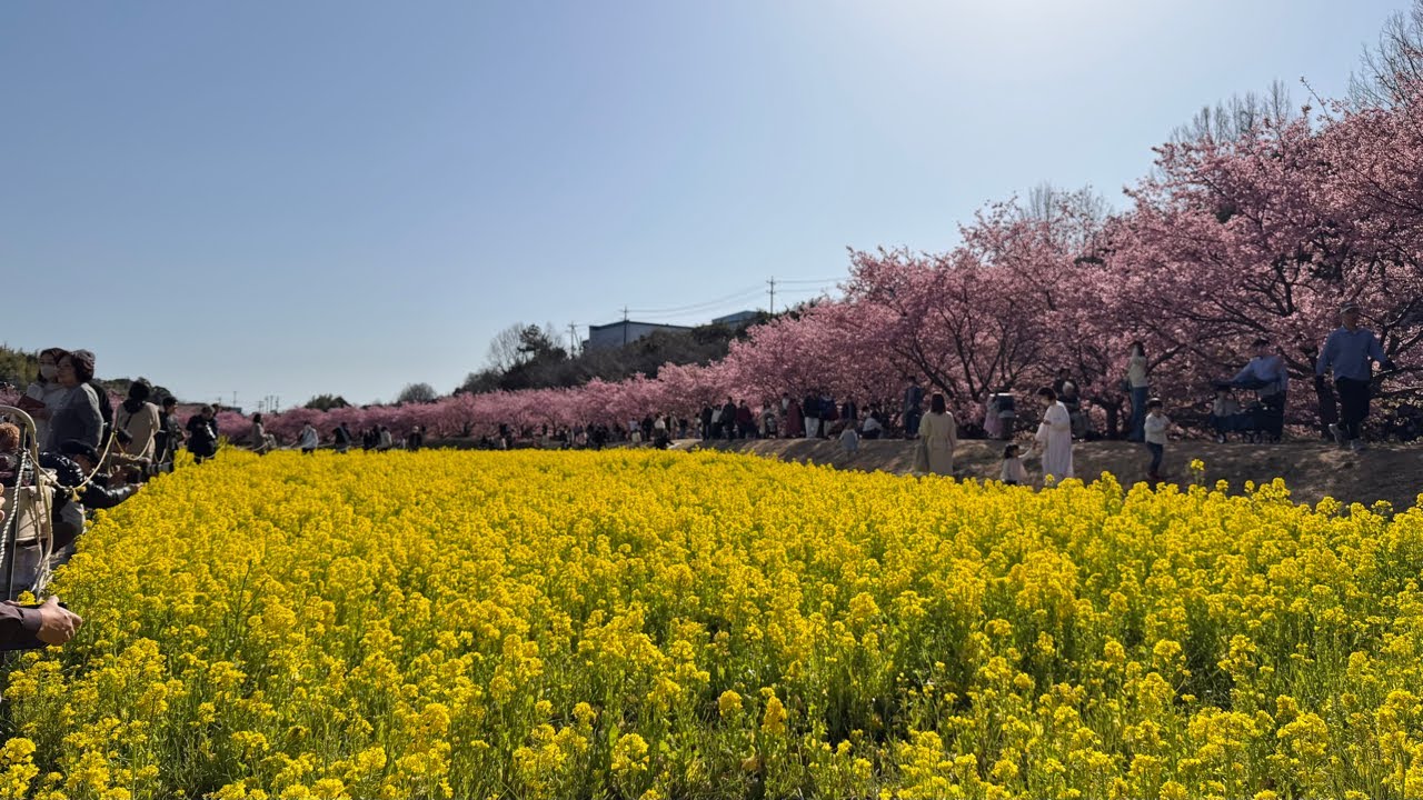 おはよう！【河津桜が見頃です🌸】浜松市LIVE！